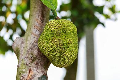 传闻：多款《合金装备》游戏将于下月公布